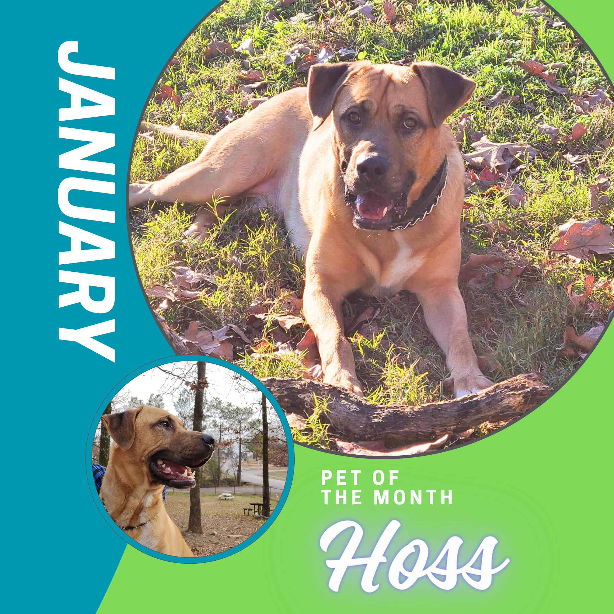 January Pet of the Month