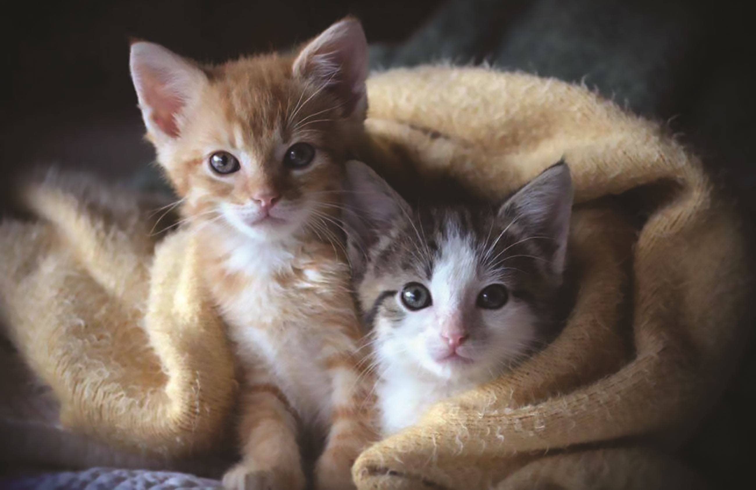 Image of two kittens wrapped in blanket